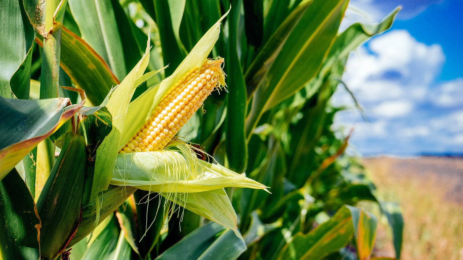 Various crops
