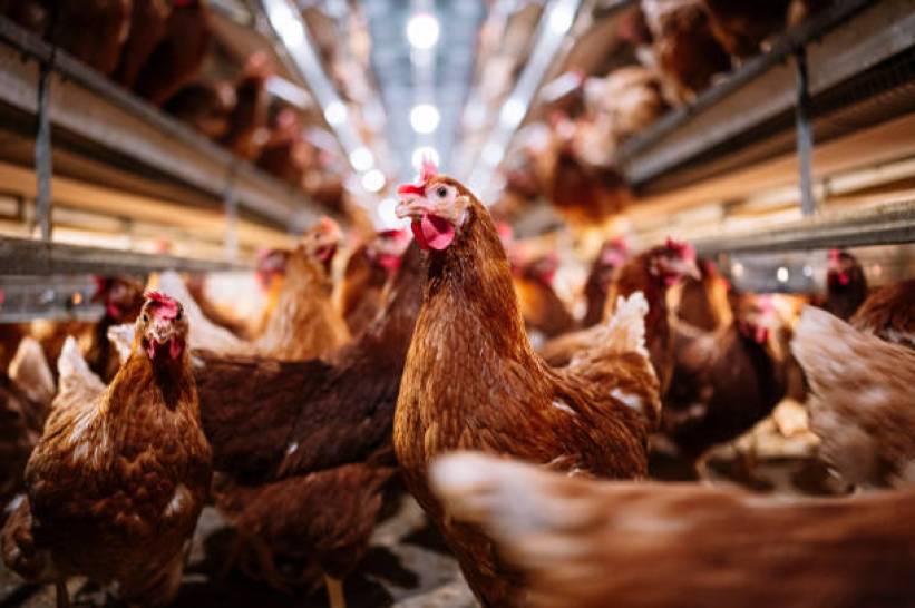 Poultry