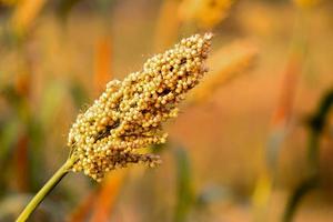 Sorghum field